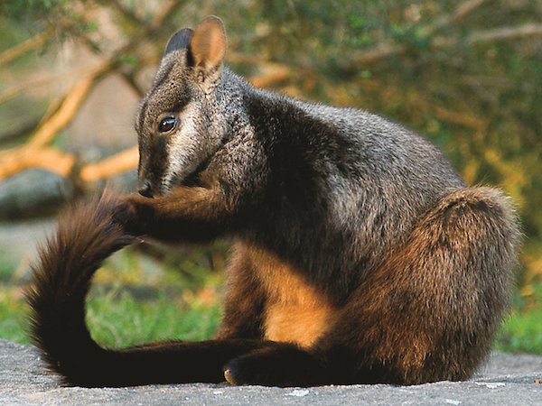 brush-tailed-rock-wallaby-29a