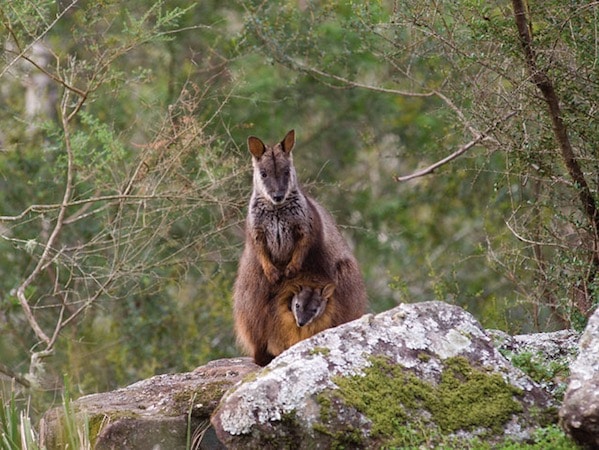 brush-tailed-rock-wallaby-39