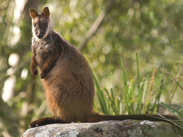 brush-tailed-rock-wallaby-1a