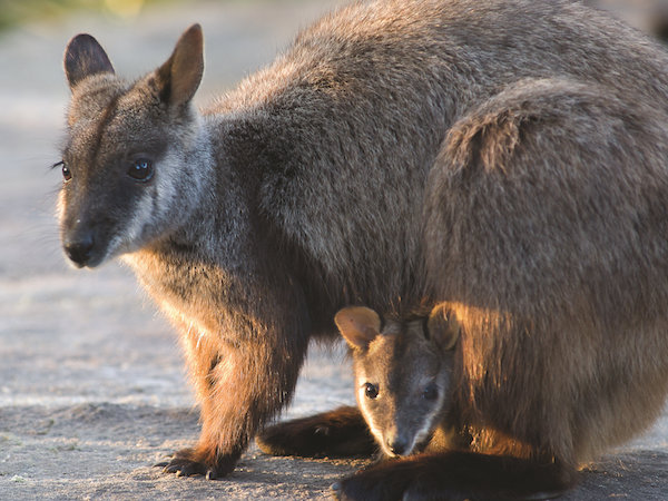 kangaroo-valley-brush-tailed-rock-wallaby-28b