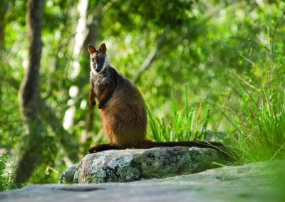 brush-tailed-rock-wallaby-on-rock