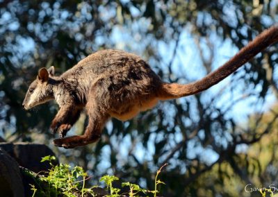 flying-brush-tailed-rock-wallaby